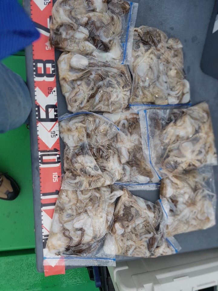 9월9일 뉴궁리호 주꾸미 조황