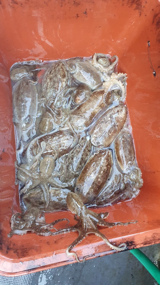 9월24일 용진호 갑오징어 조황