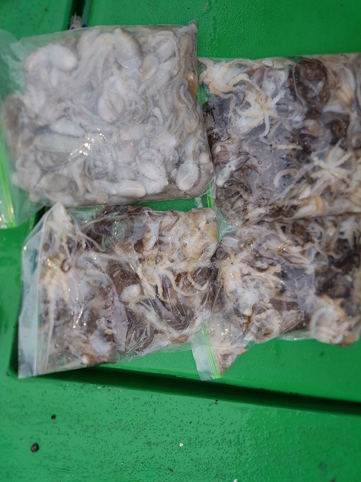 9월 11일 뉴궁리호 주꾸미 조황