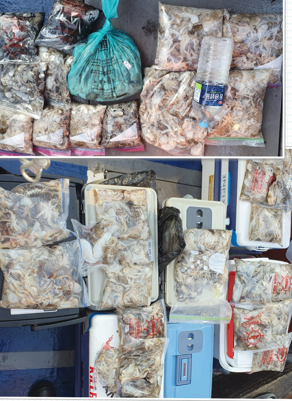 9월 26일 대성호 주꾸미 조황입니다