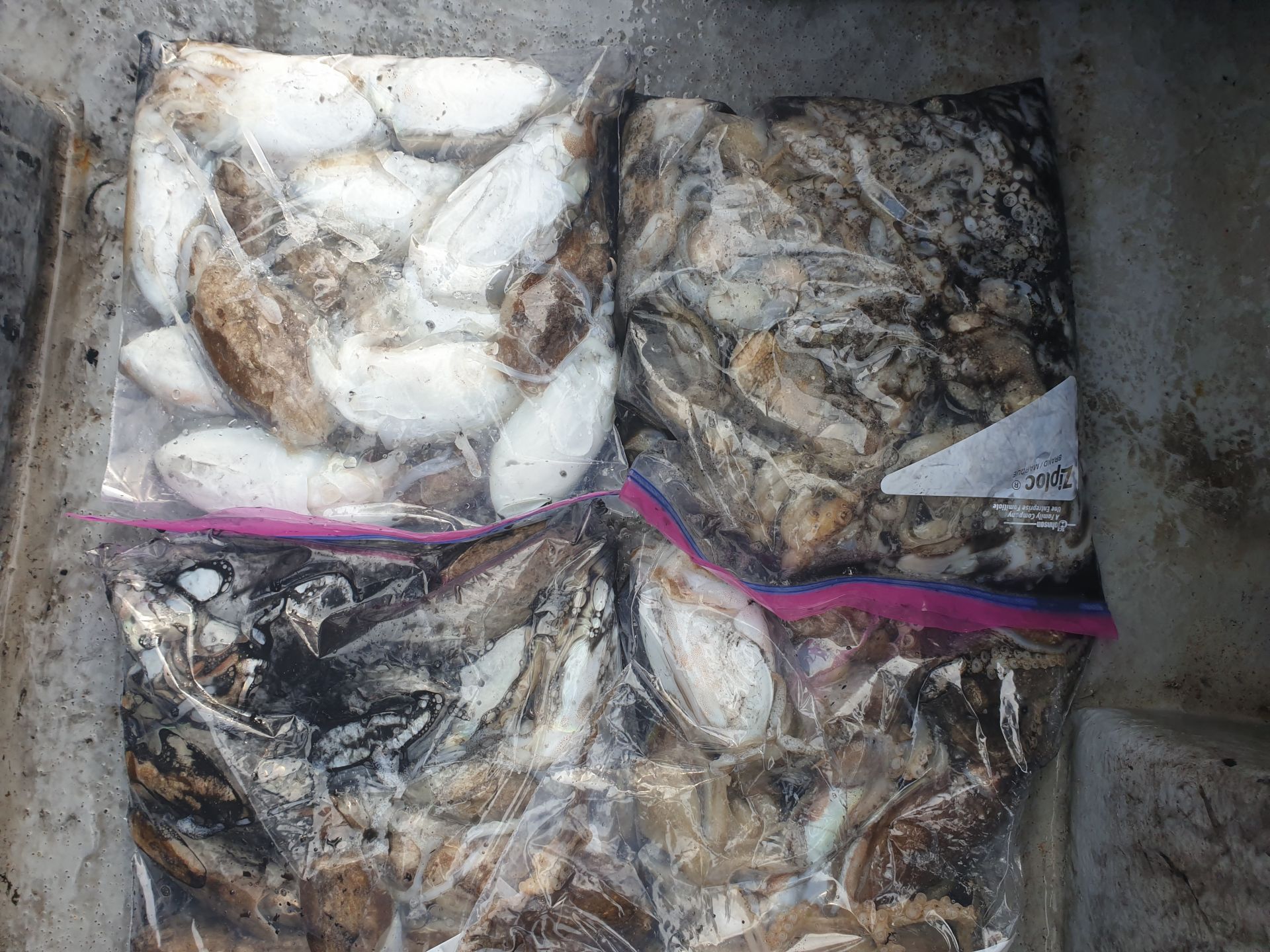 9월29일 동백호 갑오징어  조황