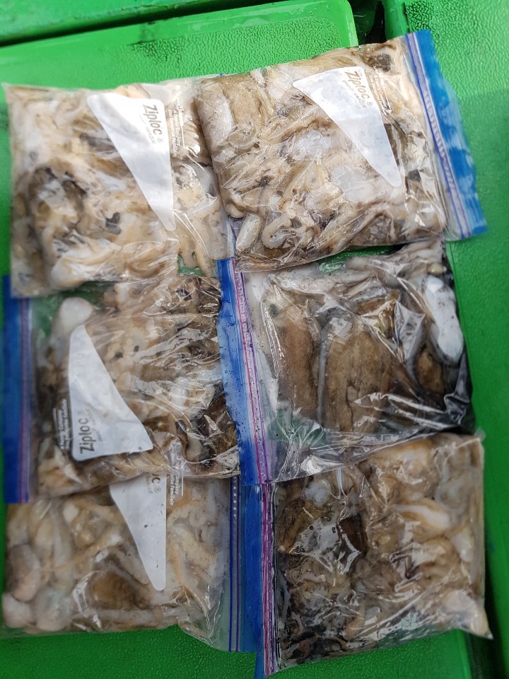 9월15일 뉴궁리호 주꾸미조황