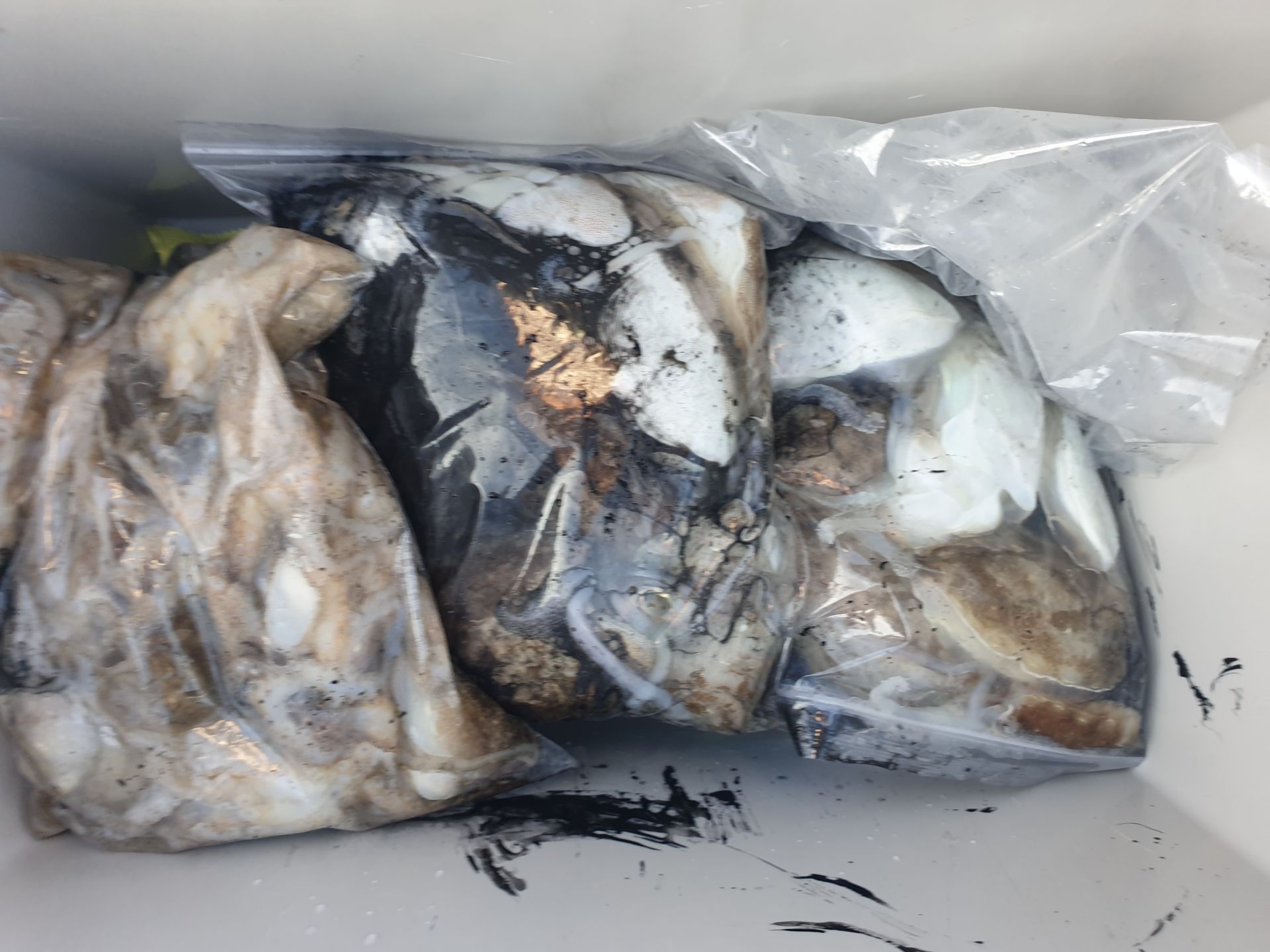 9월26일 동백호 갑오징어  조황