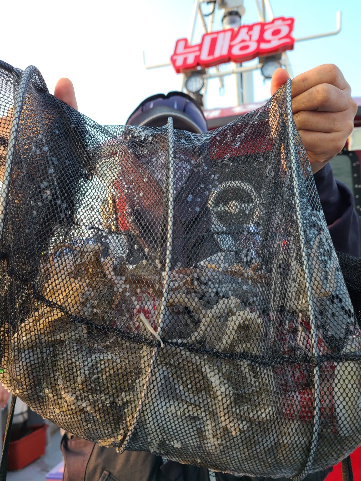 9월8일 뉴대성호 주꾸미조황