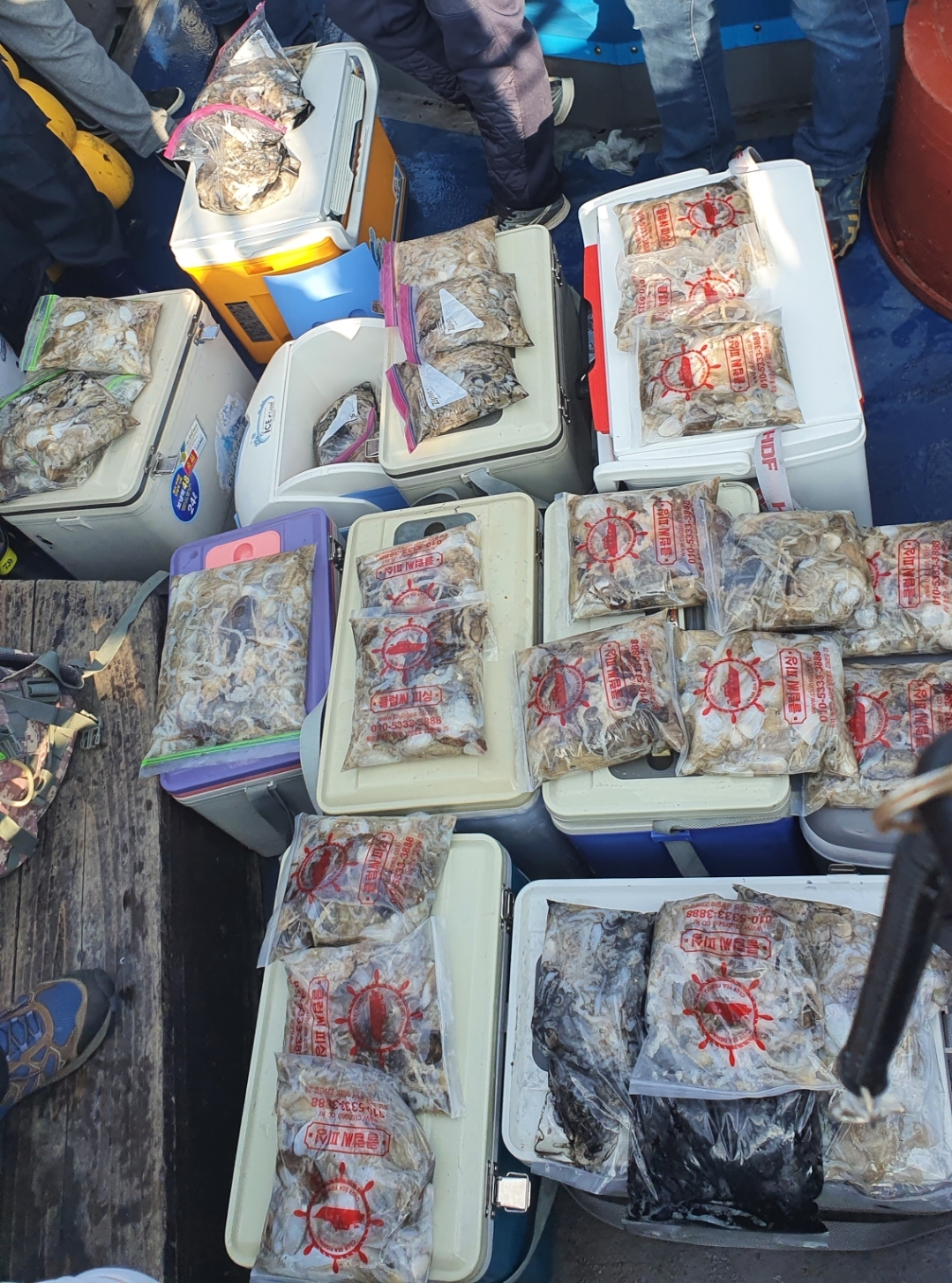 9월 22일 대성호 주꾸미 조황입니다