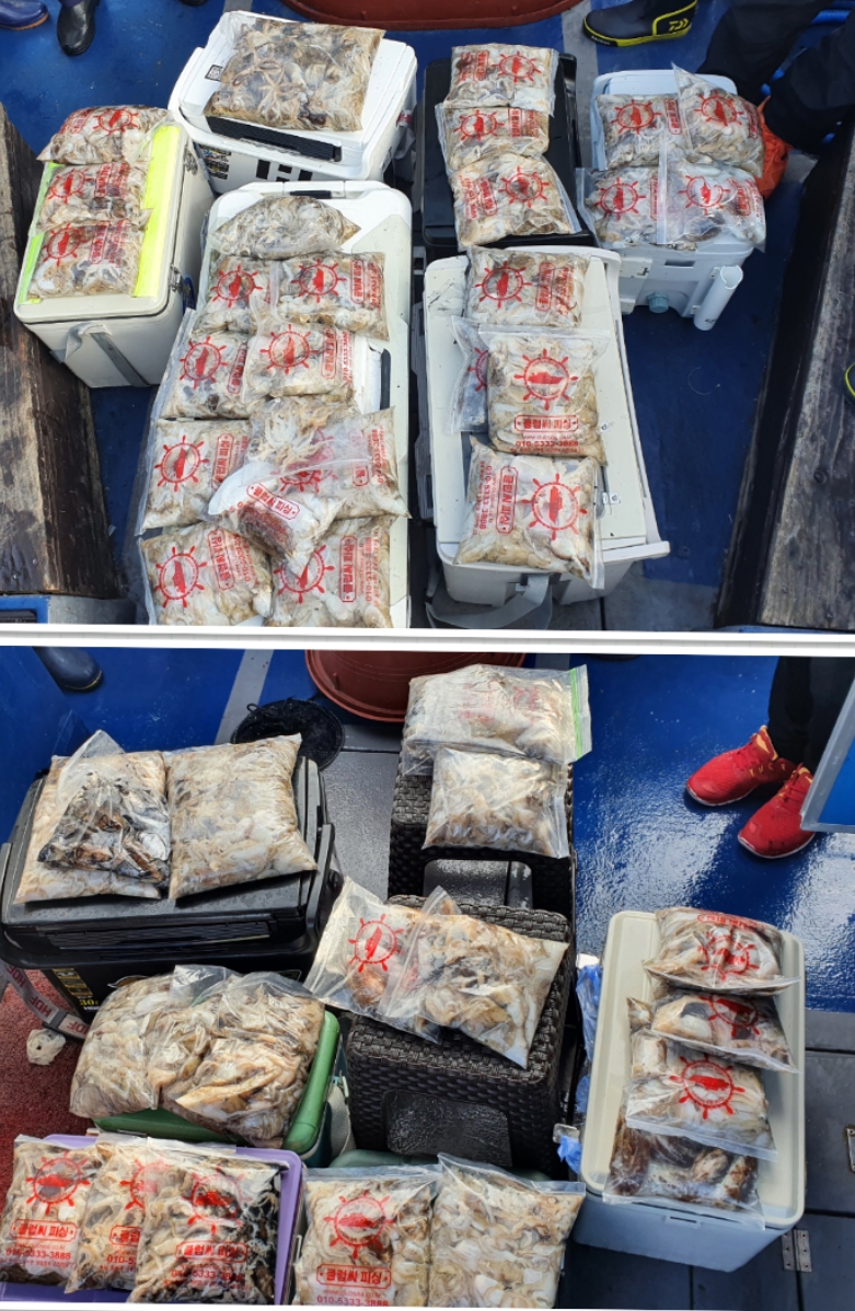 9월 24일 대성호 주꾸미 조황입니다