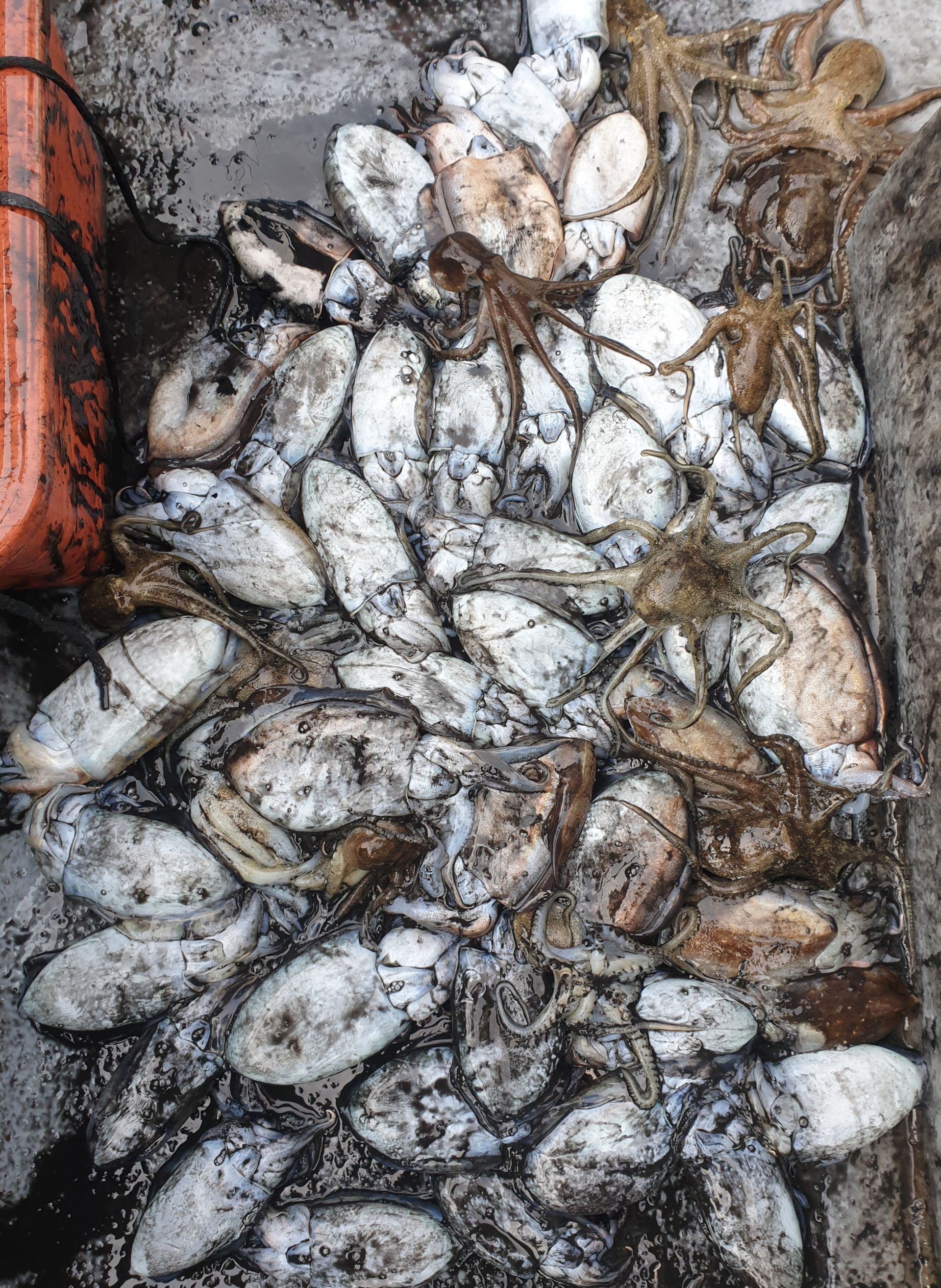 10월15일 동백호 갑오징어  조황