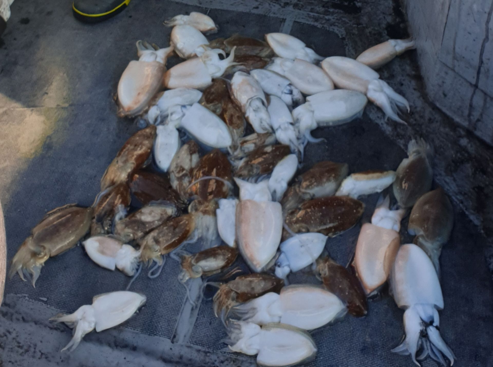 10월9일 동백호 갑오징어  조황