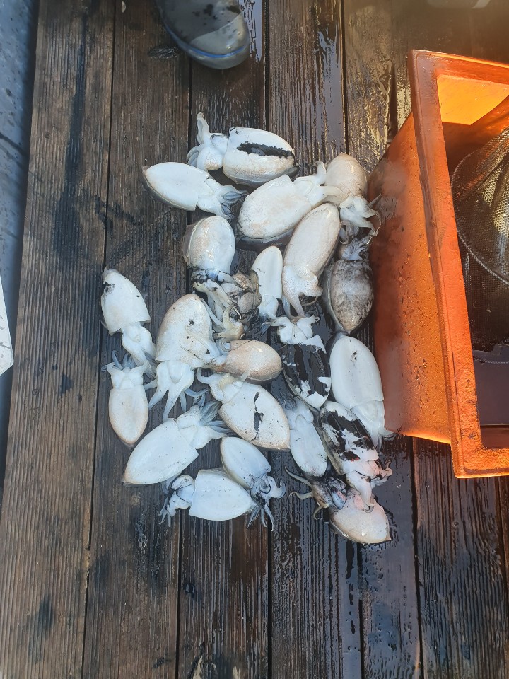 10월28일 피크닉호 갑오징어 조황