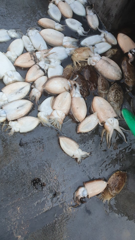 10월 29일 용진호 갑오징어 조황