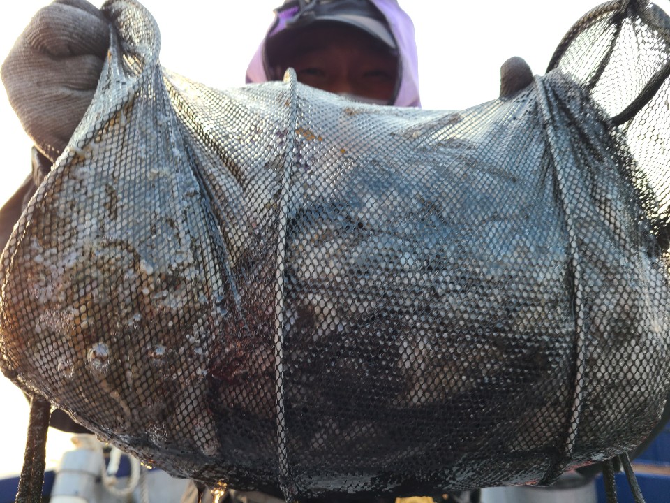 10월19일 뉴대성호 주꾸미조황