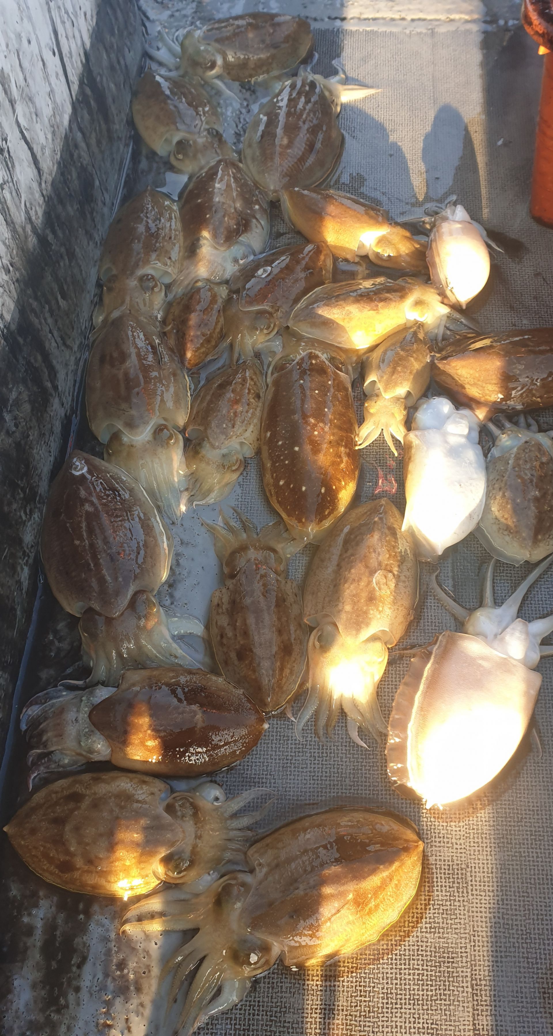 10월29일 동백호 갑오징어  조황