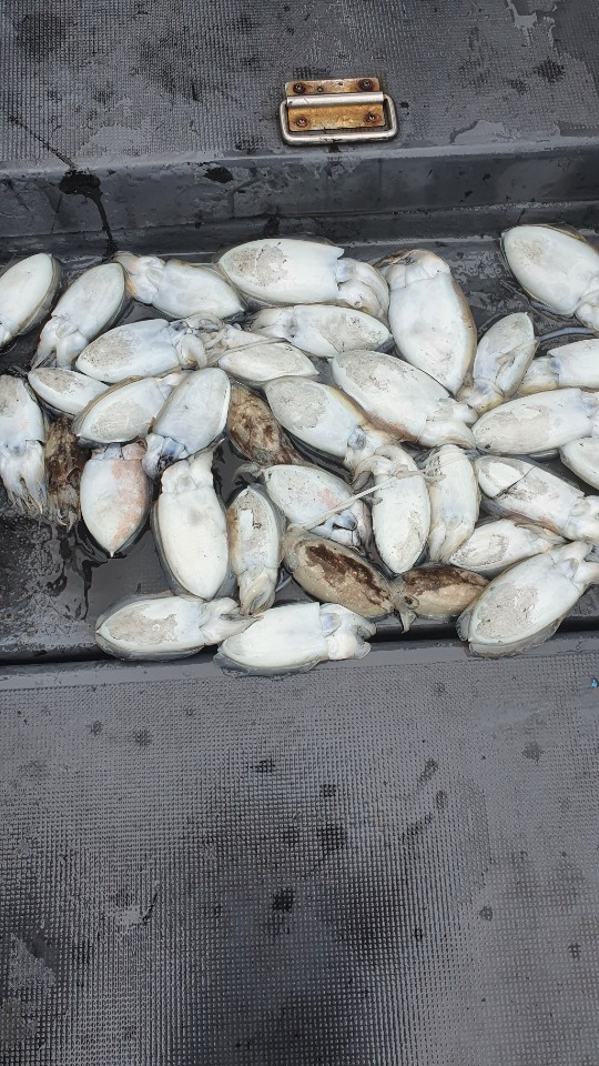 10월3일 용진호 갑오징어 조황