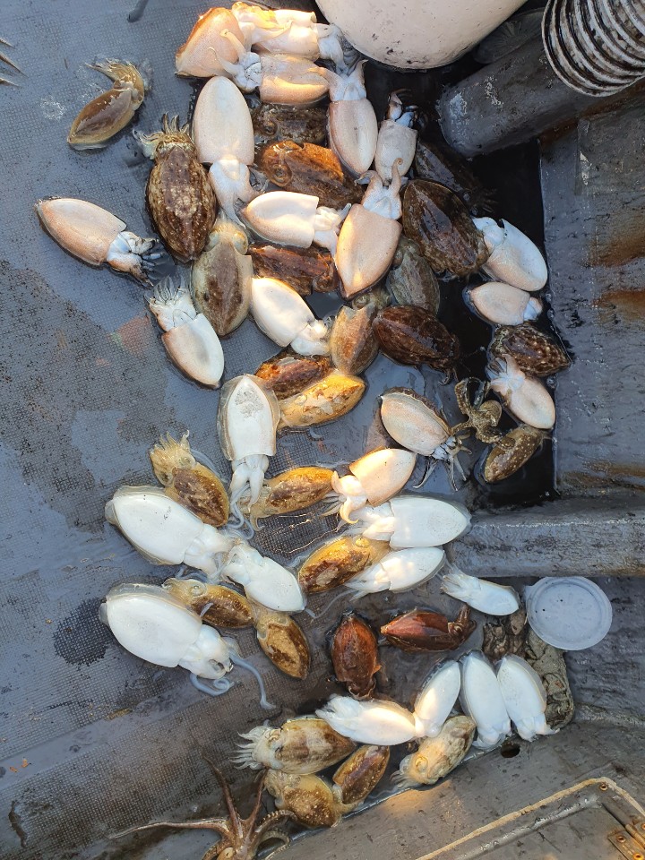 10월20일 용진호 갑오징어 조황