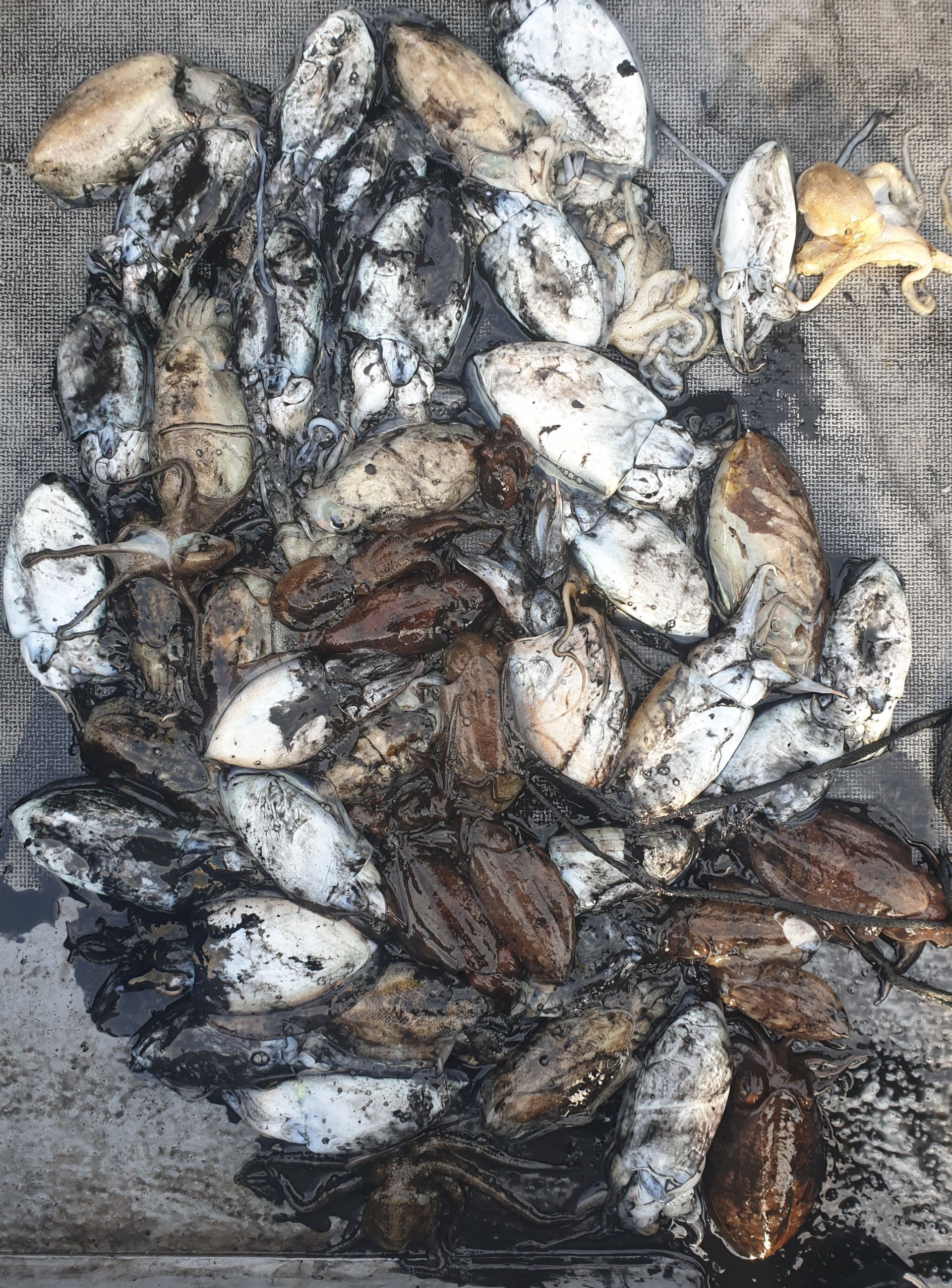 10월10일 동백호 갑오징어  조황