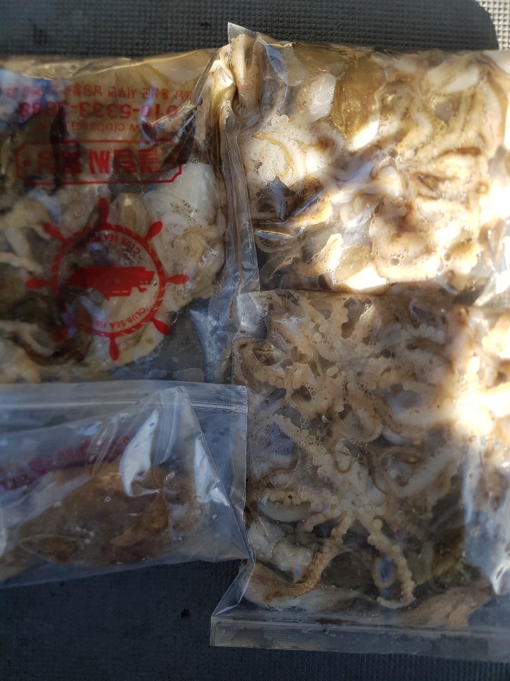 10월28일 뉴궁리호 주꾸미 조황