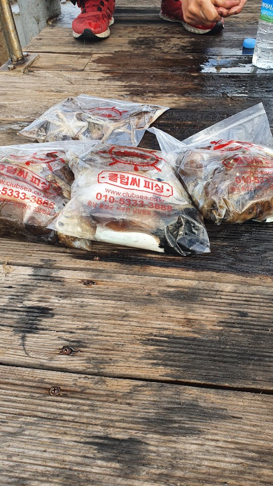 10월7일 용진호 갑오징어 조황