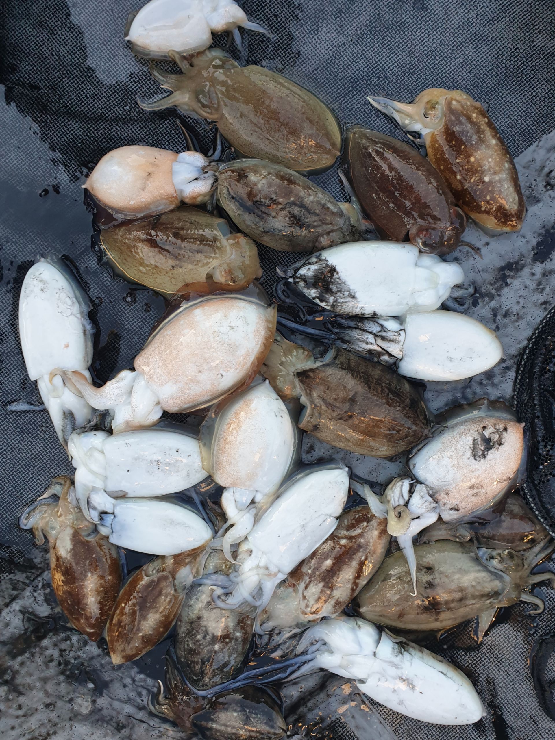 10월28일 동백호 갑오징어  조황