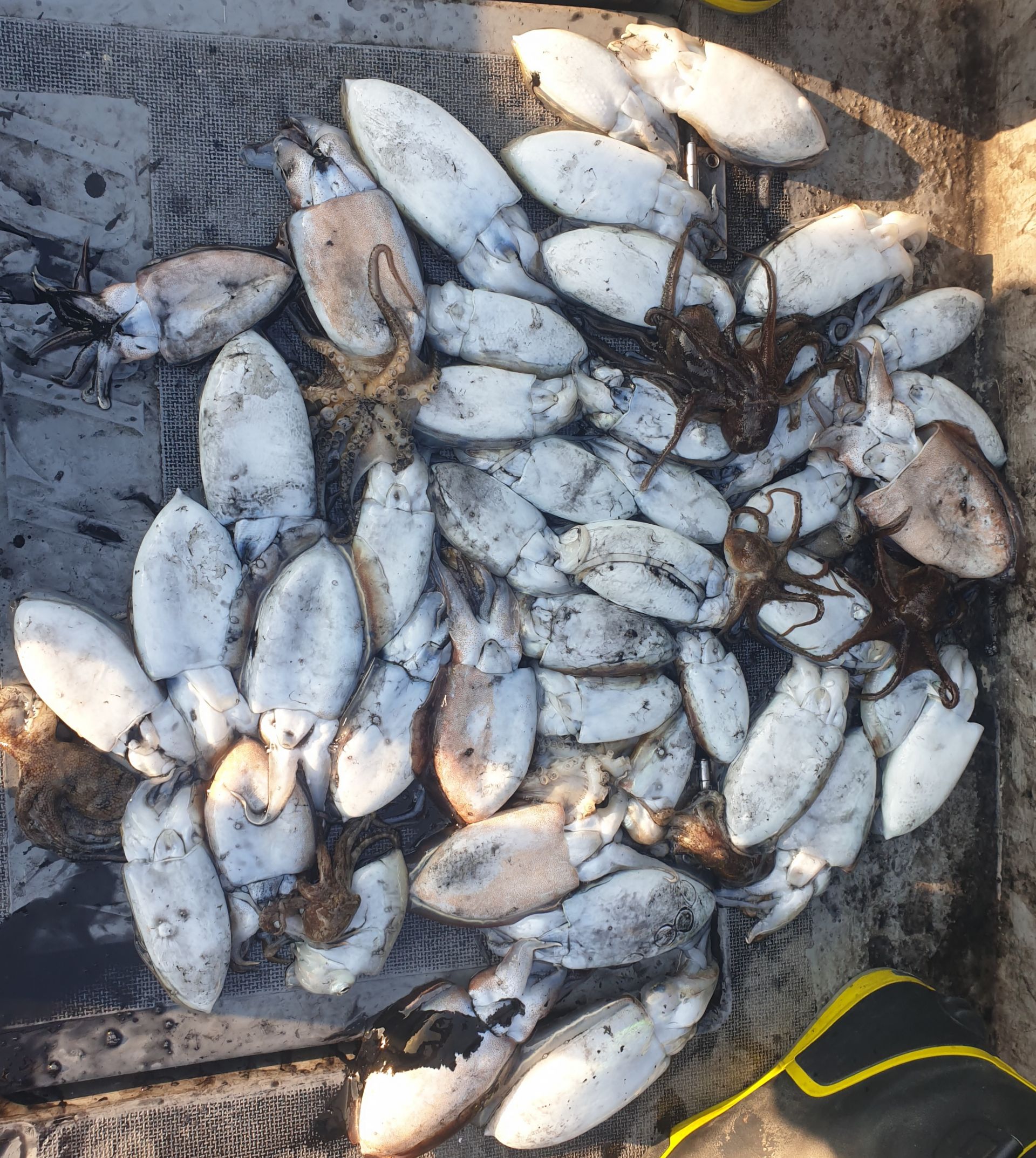 10월26일 동백호 갑오징어  조황