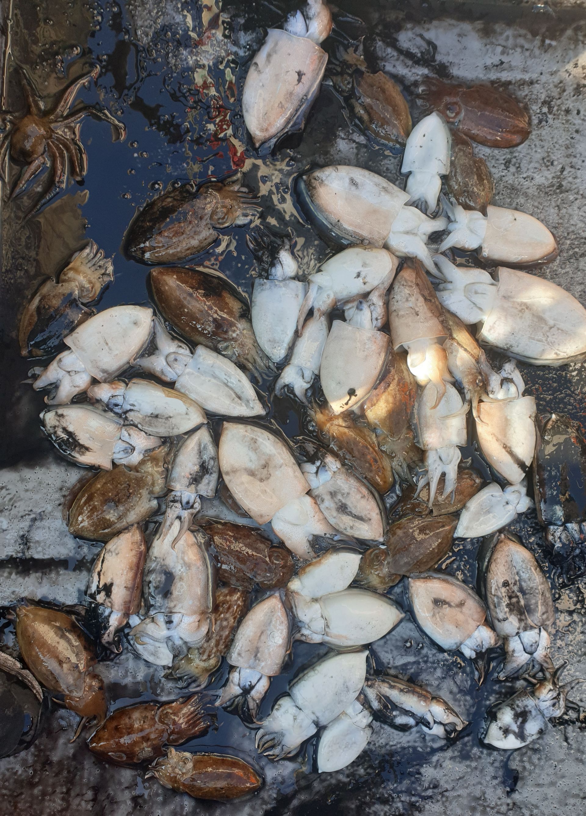 10월17일 동백호 갑오징어  조황