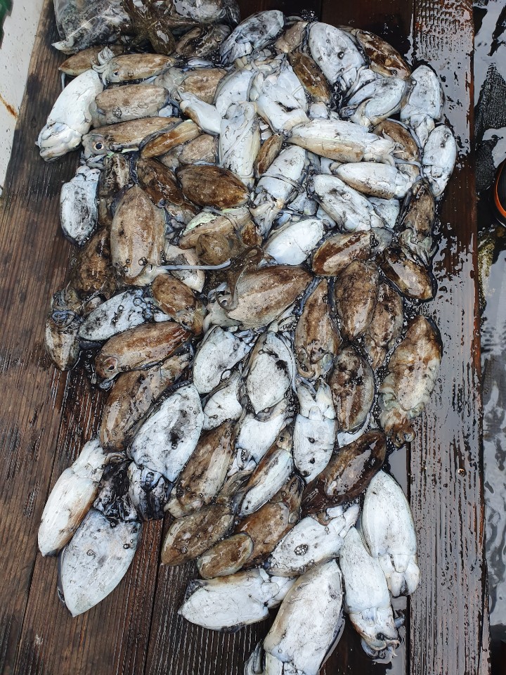 10월4일 피크닉호 갑오징어 조황