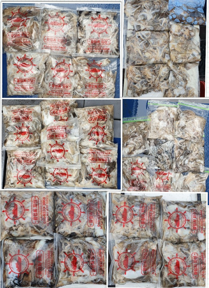 10월 3일 대성호 주꾸미조황입니다