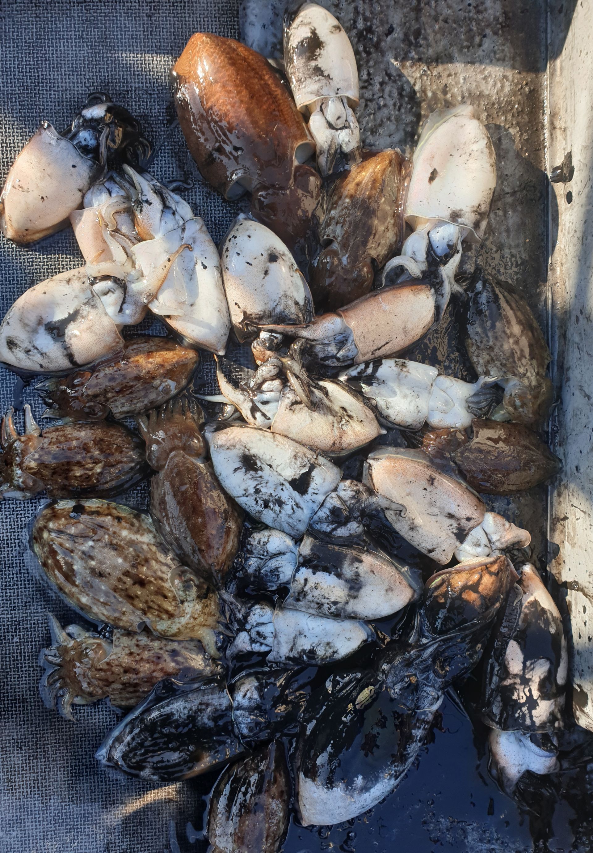 10월18일 동백호 갑오징어  조황