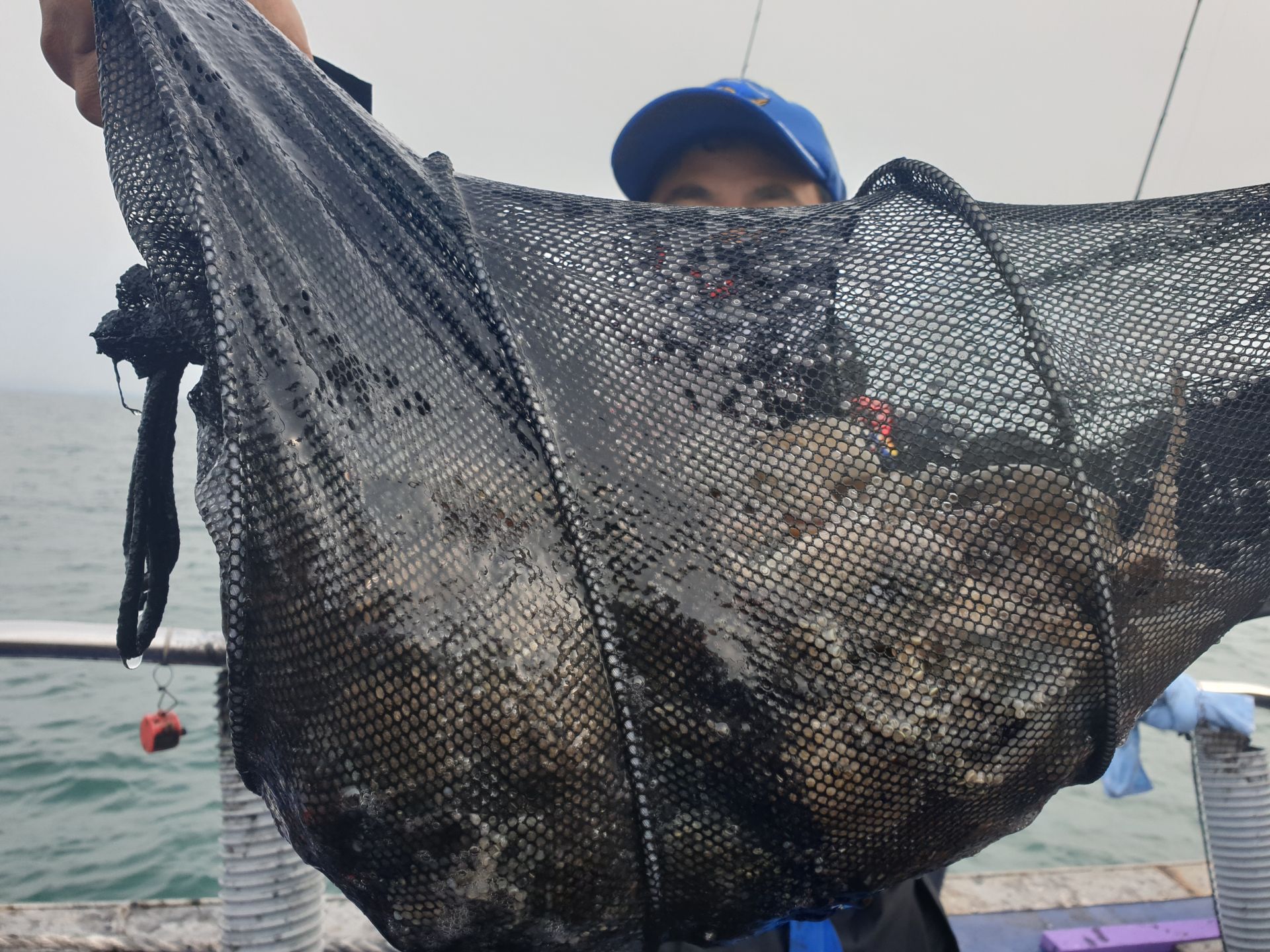 10월16일 대양호 주꾸미조황