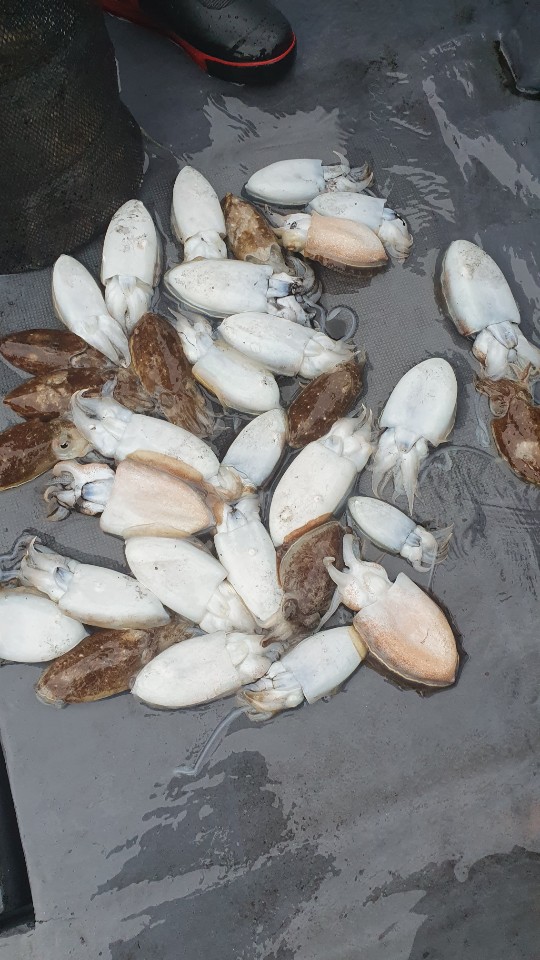 10월21일 용진호 갑오징어 조황