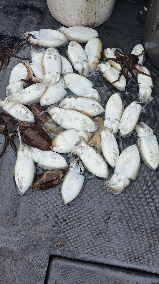 10월16일 용진호 갑오징어 조황