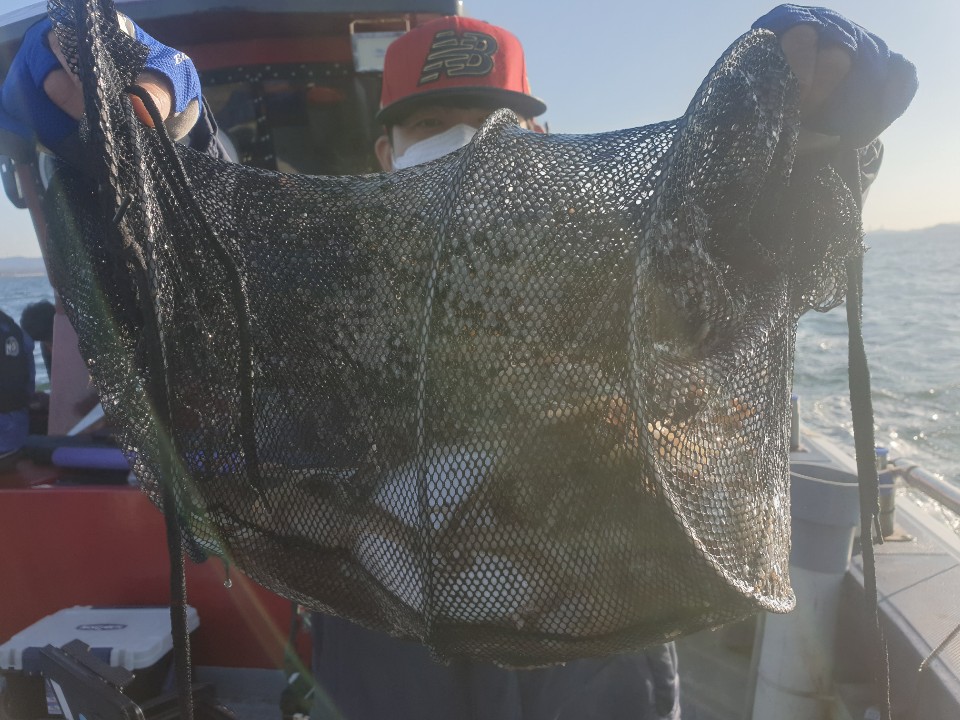 11월10일 뉴대성호 주꾸미조황