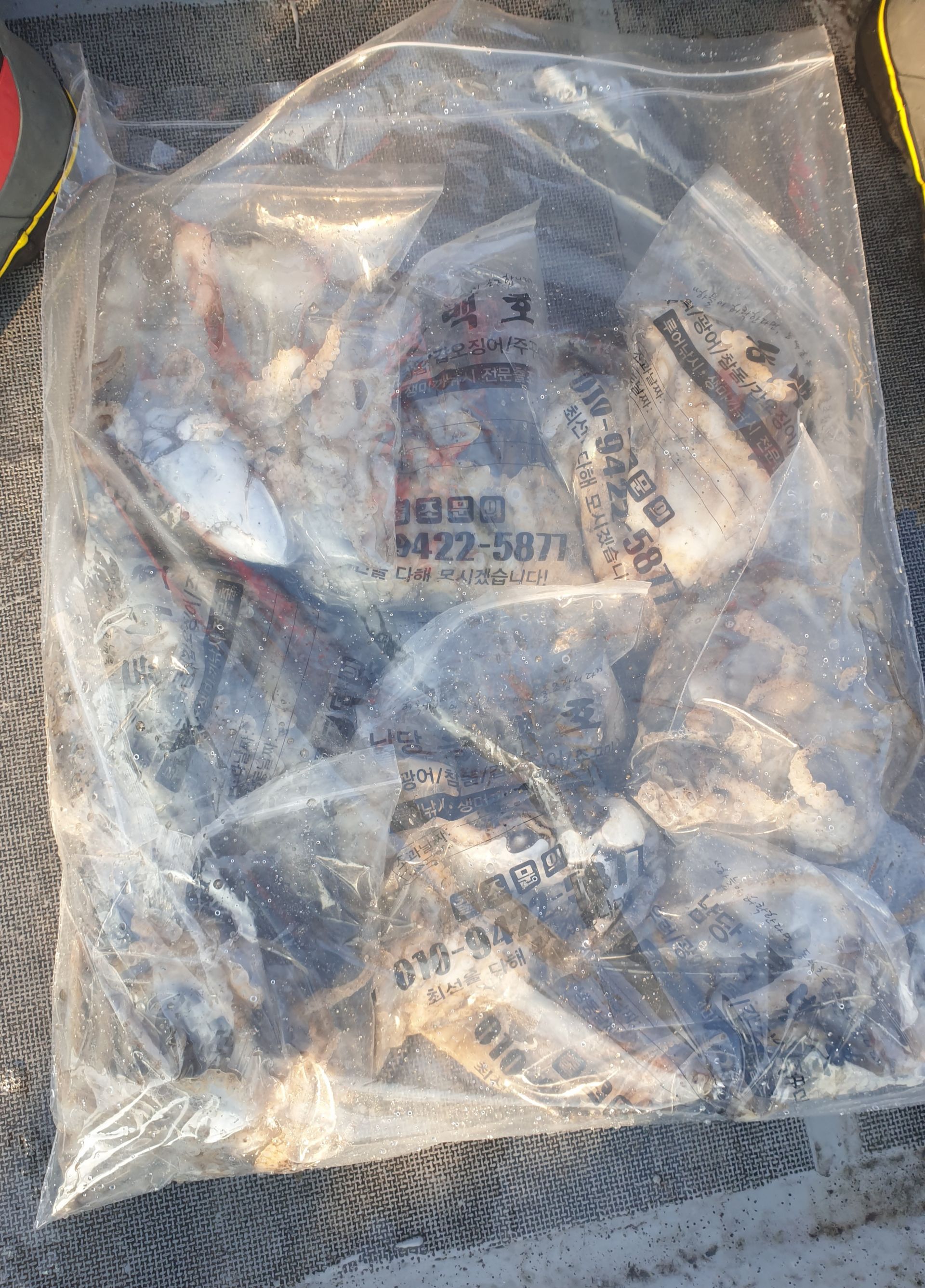 11월13일 동백호 쭈갑조황