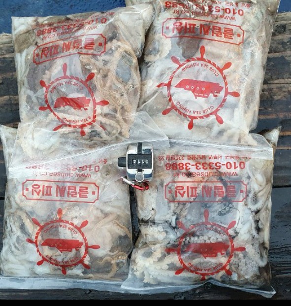 11월 24일 대성호 주꾸미조황입니다