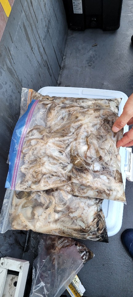 11월7일 용진호 주꾸미 조황