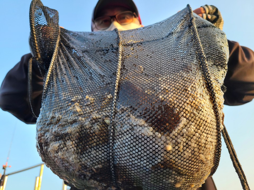 11월7일 뉴대성호 주꾸미조황