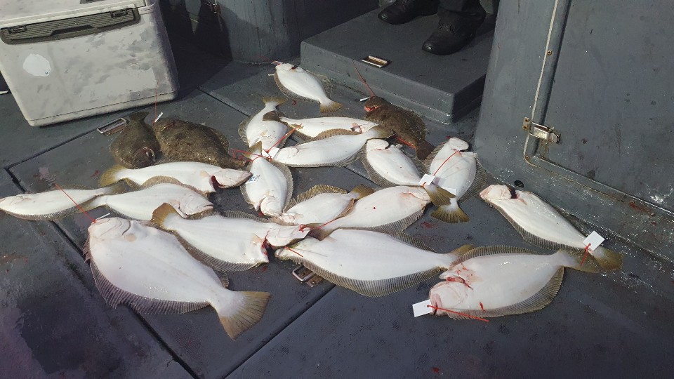 11월13일 용진호 광어 우럭 조황