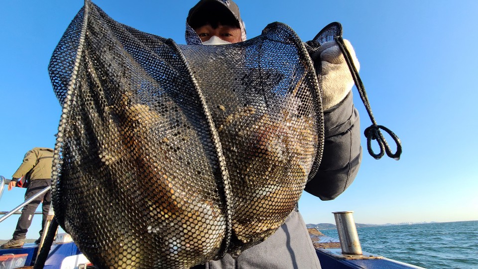 11월4일 뉴대성호 주꾸미조황