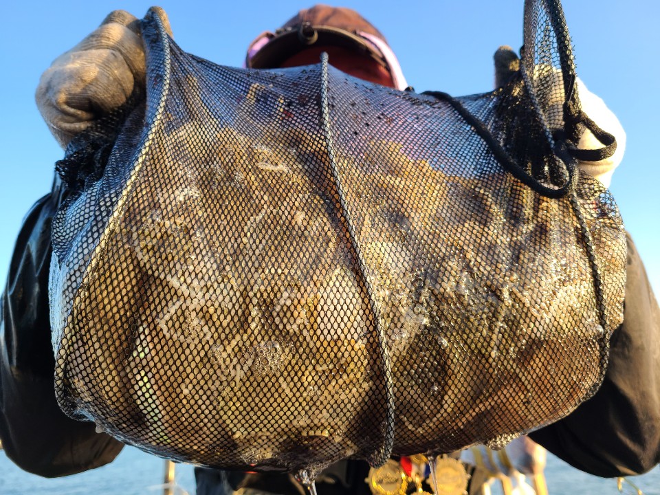 11월2일 뉴대성호 주꾸미조황