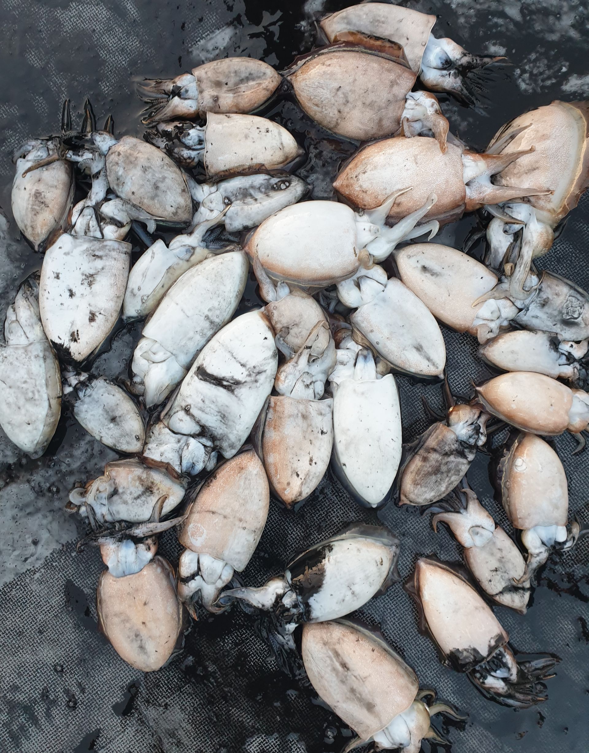 11월2일 동백호 갑오징어조황