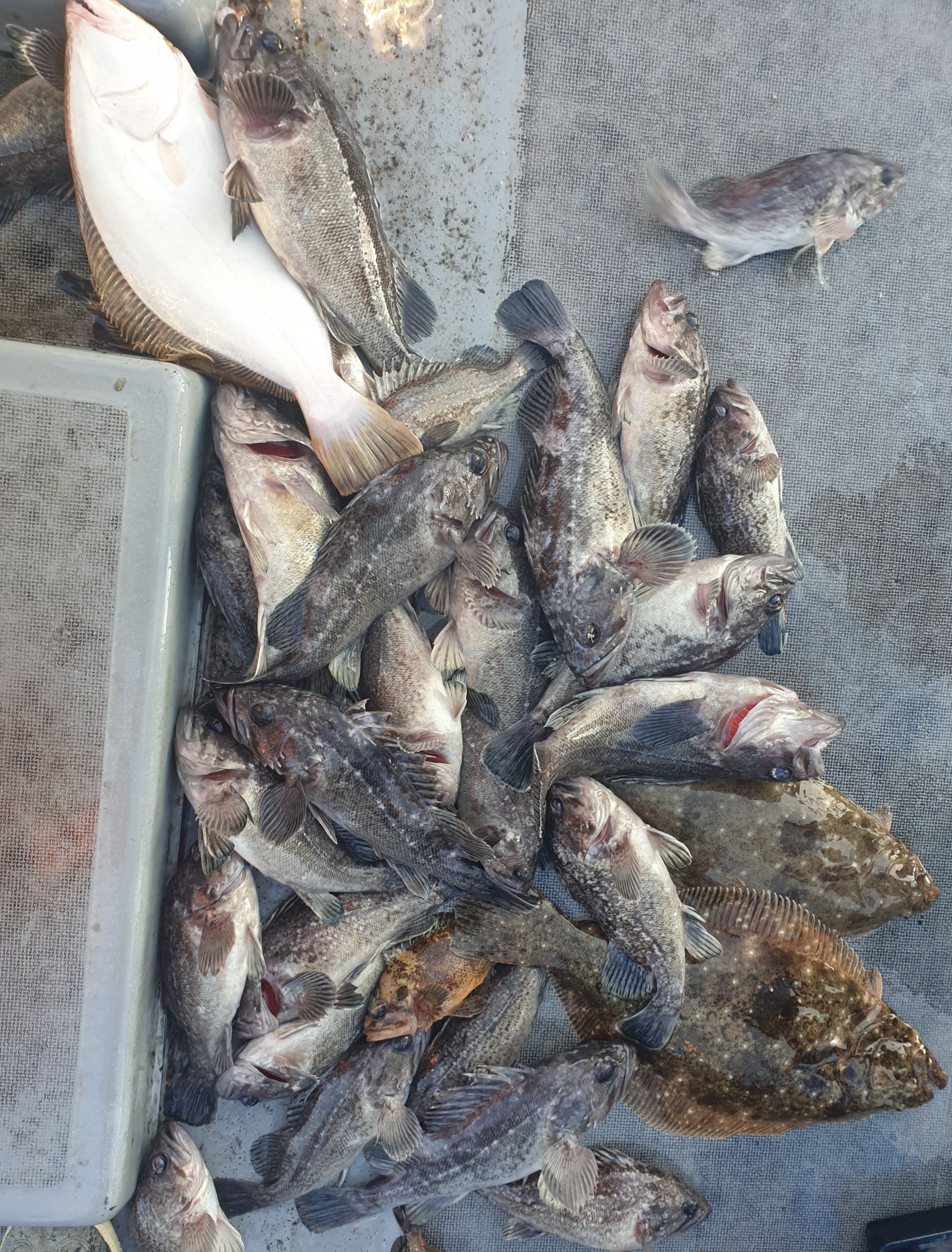 11월25일 동백호 우럭조황