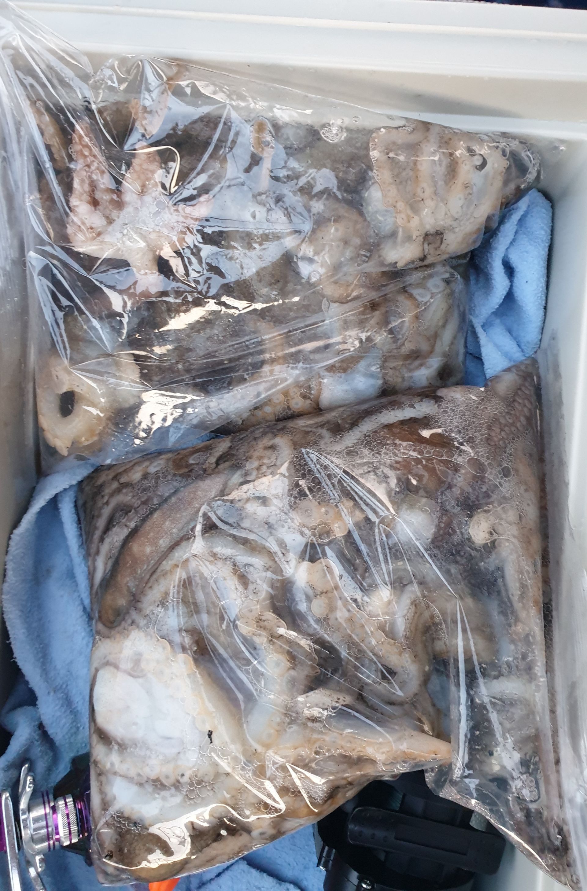 11월26일 동백호 주꾸미조황