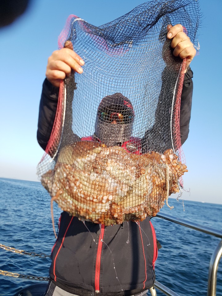 11월11일 대양호  문어조황