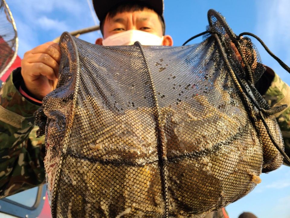 11월5일 뉴대성호 주꾸미조황