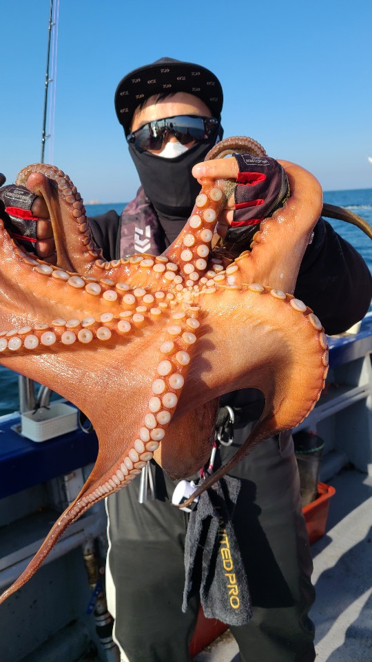 11월11일 뉴대성호 문어조황