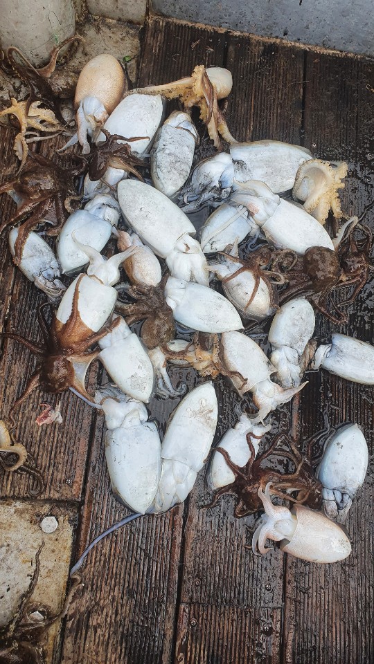 11월 5일 용진호 갑오징어 조황