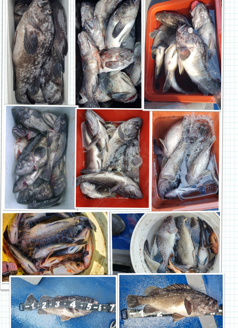 12월 20일 대성호 먼바다 우럭조황입니다