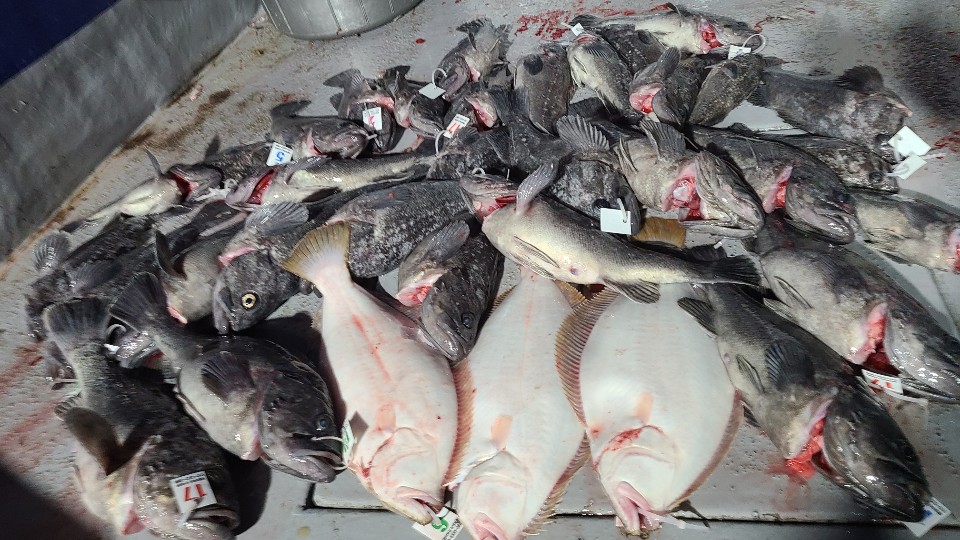 12월20일 뉴대성호 먼바다우럭조황