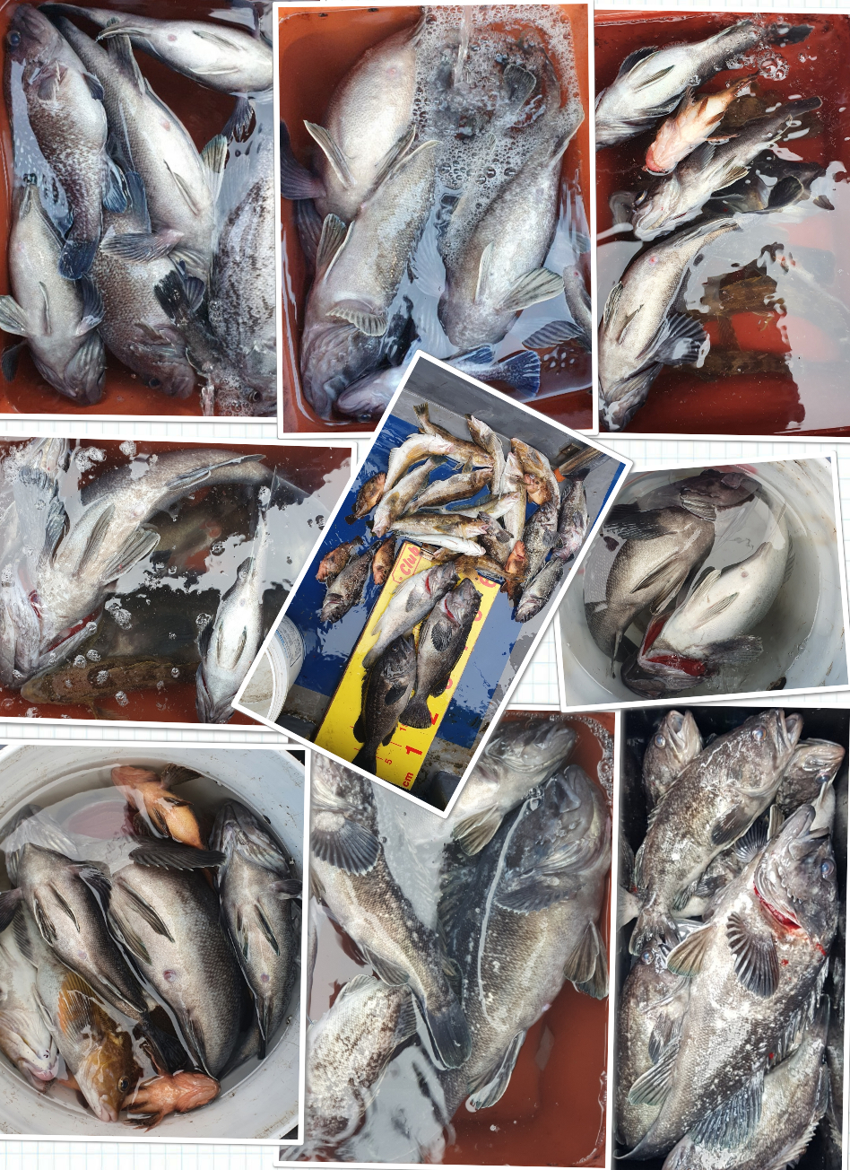 2021년 첫 출항 1월 22일 대성호 우럭,조황입니다