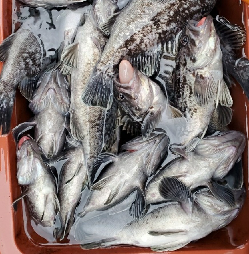 1월 24일 대성호 우럭,조황입니다