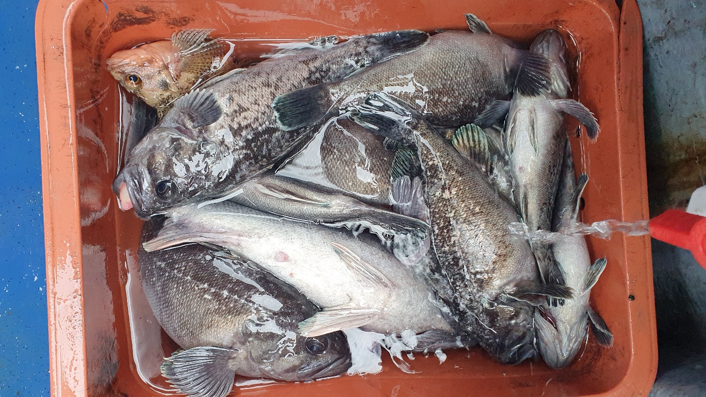 2월 19일 대성호 우럭조황입니다